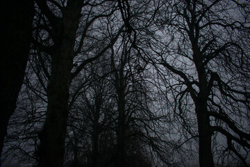 Black and White Bare Tree Branches in Winter