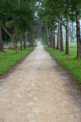 Fototapeta na wymiar Long light coloured pathway through English countryside. Symmetrical pathway lined with tall large trees on both sides