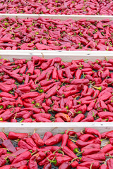 Espelette chillies dried in a greenhouse in the Basque country
