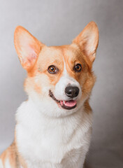 Photo of welsh corgi pembroke tricolor, red, for exhibition on a gray background. friendly dog, smiling and happy