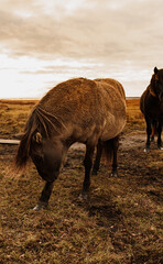 Wild Horses, golden hour in the nature reserve.