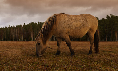 Wild Horses, golden hour in the nature reserve.