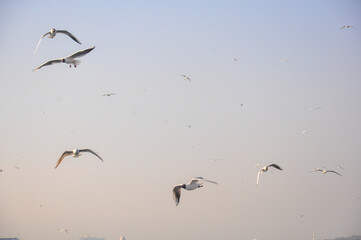 Seagulls flying in the blue sky. "selective focus."