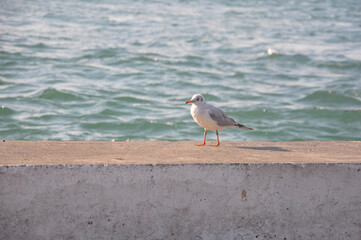Seagull standing by the sea side.
