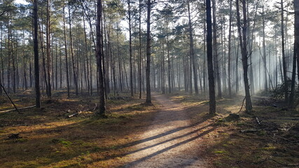 Obraz premium De Hoge Veluwe - National Park views