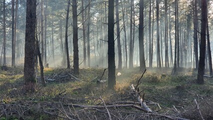 De Hoge Veluwe - National Park views