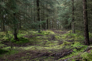 footpath in the woods