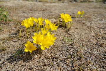 many yellow little flowers. bloom in the forest of turkey on the stones in the old town of Phaselis.