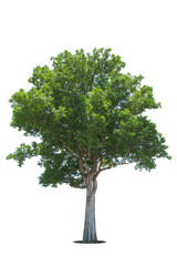 Obraz premium Trees isolated on white background, tropical trees isolated used for design, advertising and architecture.