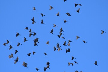Obraz premium The birds