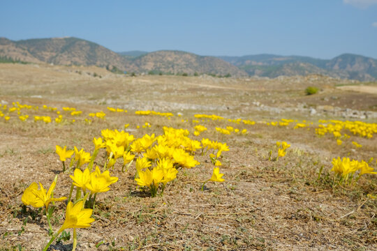 many yellow little flowers. bloom in the forest of turkey on the stones in the old town of Phaselis.