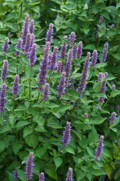 Anise hyssop (Agastache foeniculum). Called Blue giant hyssop, Fragrant giant hyssop and Lavender giant hysop also