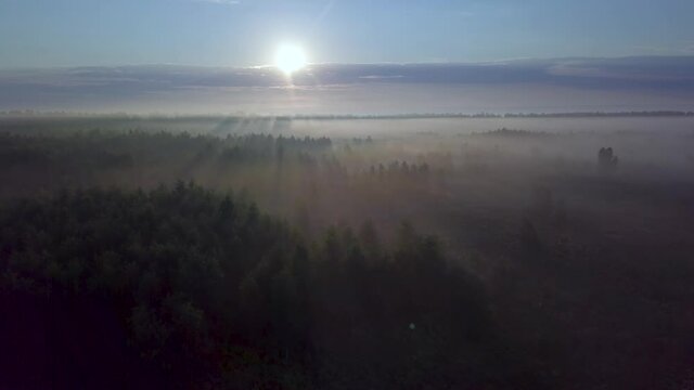 Flight over the foggy forest. Drone. 4K