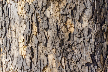 Old Wood Tree Texture Background Pattern.