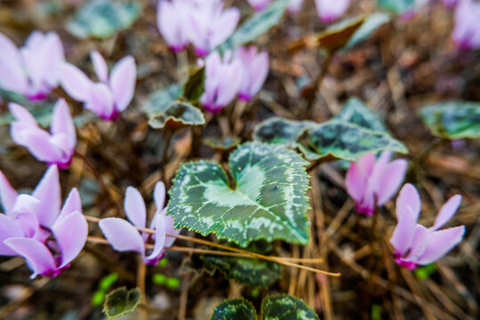 many purple little flowers. bloom in the forest of turkey on the stones in the old town of Phaselis.
