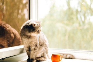 sunny morning, fluffy cat walks on the windowsill, one small orange coffee cup is on the windowsill.