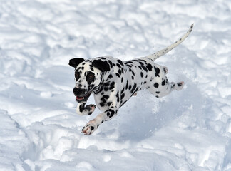 a lovely dalmatian dog  in the snow