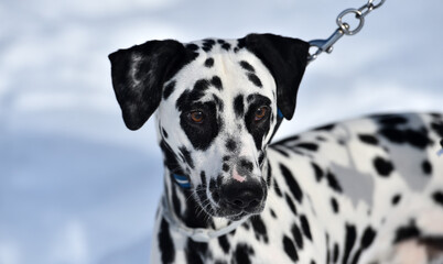 a lovely dalmatian dog  in the snow