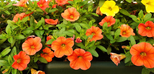 Panorama of orange Petunia flowers.