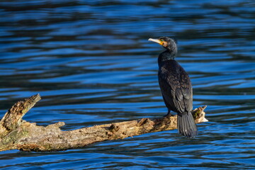 Great cormorant, Phalacrocorax carbo, standing peacefully on a branch upon the river