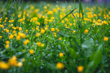łąka z żółtymi kwiatami