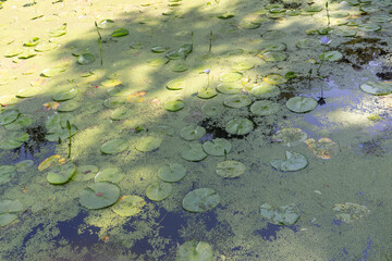 lily pads on a small pond