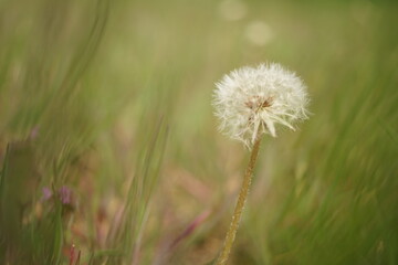 Fototapeta na wymiar Round fluffy dandelion flower grow in green graass.