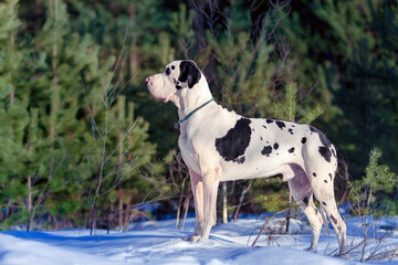 Harlequin great dane in the russian winter forest