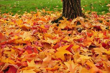 autumn leaves in the park