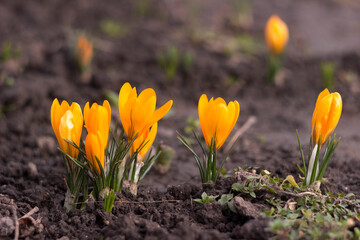 Yellow crocuses bloom in a row in the garden on a sunny day. One of the first spring flowers. Background