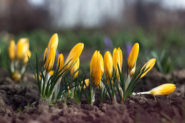 Yellow crocuses bloom in a row in the garden on a sunny day. One of the first spring flowers. Background