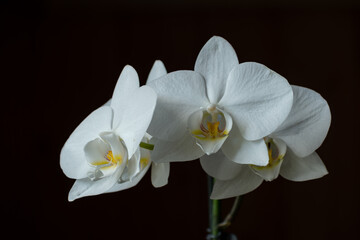 Naklejka na ściany i meble beautiful white orchid black dark background