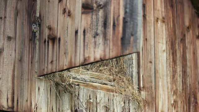 Old wooden barn full of hay. Detail of the old door of the barn in village.