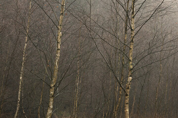 silver birch coppice rainy weather backlight