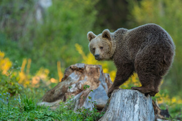 Brown bear in Vysoke Tatry mountains in Slovakia - Ursus arctos