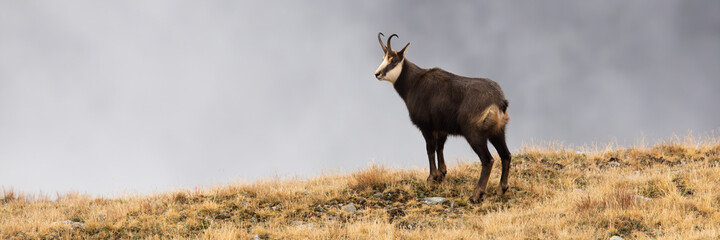 Naklejka na ściany i meble Alpine chamois, rupicapra rupicapra, standing on horizon in autumn nature. Wild goat with curved horns observing on fog mountains. Carpathian mammal watching on dry grass.