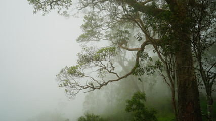Eucalyptus trees silhouetted in the fog. Jolly’s Outlook, Mt Nebo, Queensland, Australia.