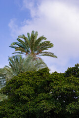 Fototapeta na wymiar Green tree with a palm tree in the background and a blue sky with some clouds