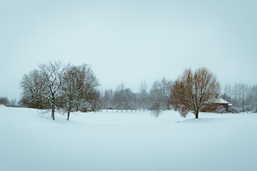 Trees near the frozen pond