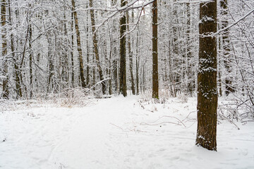 Landscape of the winter forest with snow covered trees and ground. Winter Nature background.