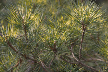 Beni Kujaku japanese pine (Pinus x densi-thunbergii 'Beni Kujaku'). Hybrid between Pinus densiflora and Pinus thunbergii