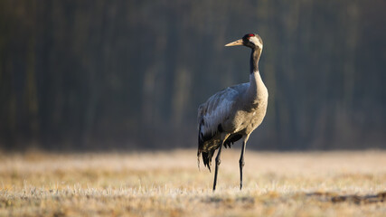 Common crane, grus grus, standing on dry field in autumn nature. Winged animal observing on meadow on sunlight. Long-legged bird looking on meadow in fall.
