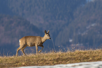 European roe deer (Capreolus capreolus)