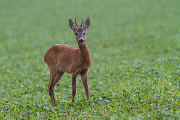Roe Deer (Capreolus capreolus)