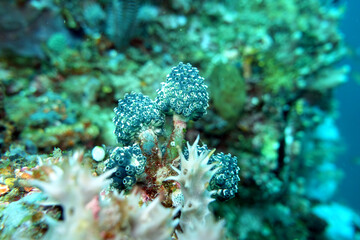 Nephtheis fascicularis Pilz-Seescheide