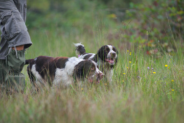 Two english springer spaniels are hunting in a field near their owner. Springers are excellent flushing dogs