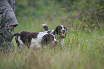 Two english springer spaniels are hunting in a field near their owner. Springers are excellent...