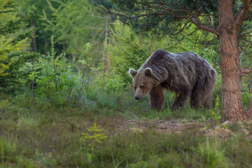 European Brown Bear (Ursus arctos arctos), Slovakia