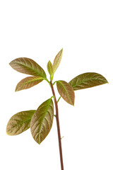Young leaves of an avocado sprout in front of a white background.