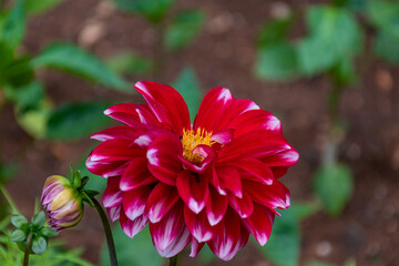 red dahlia flower